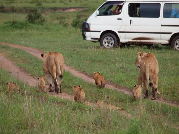 Famille de lions — Réserve Masai Mara (Kenya)
