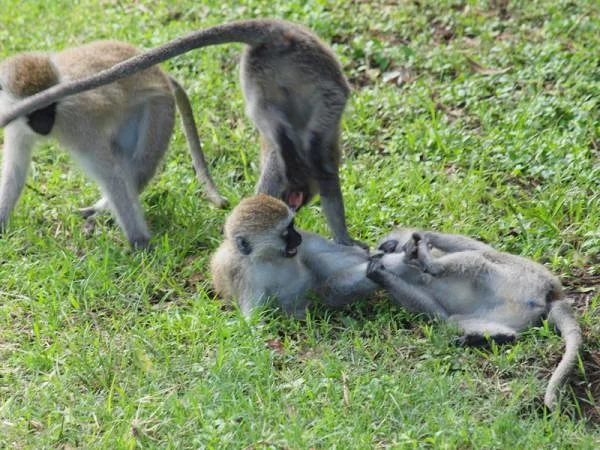 Singes vert — Réserve Masai Mara (Kenya)