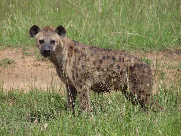 Hyène — Réserve Masai Mara (Kenya)