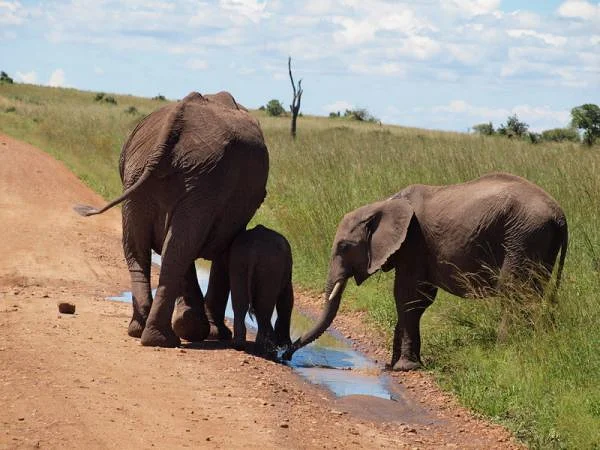 Famille d'éléphants — Réserve Masai Mara (Kenya)