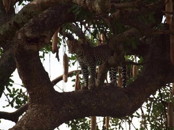 Léopard — Réserve Masai Mara (Kenya)