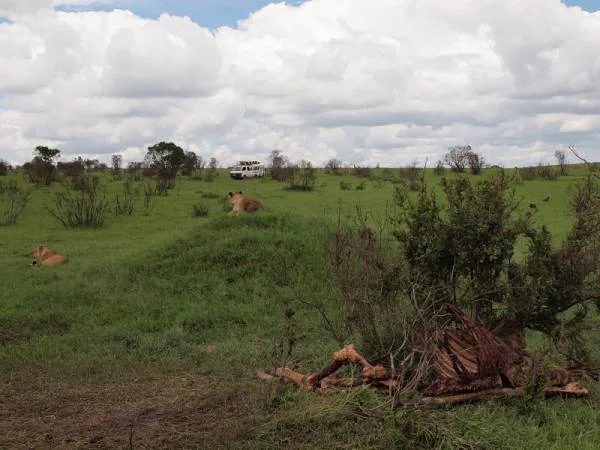 Pause digestive des lions — Réserve Masai Mara (Kenya)