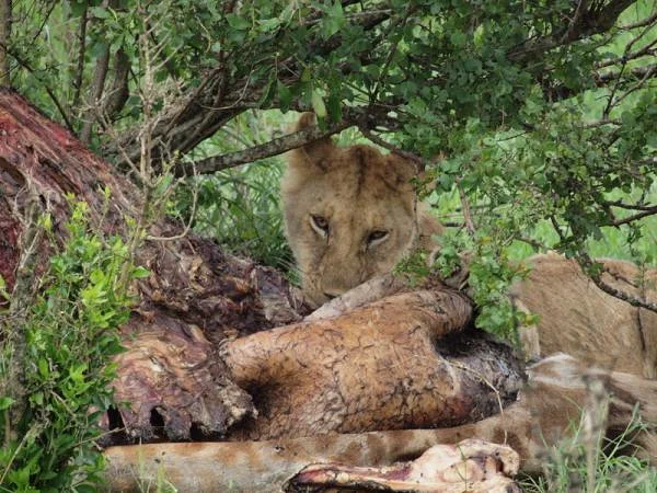 Lionne en plein repas — Réserve Masai Mara (Kenya)