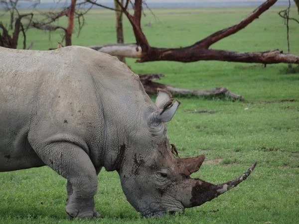 Corne de rhinocéros — Réserve Masai Mara (Kenya)