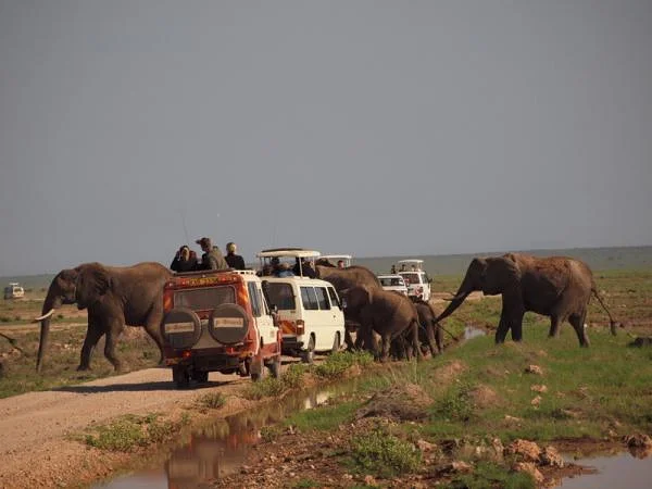 Passage prioritaire aux éléphants — Réserve Masai Mara (Kenya)