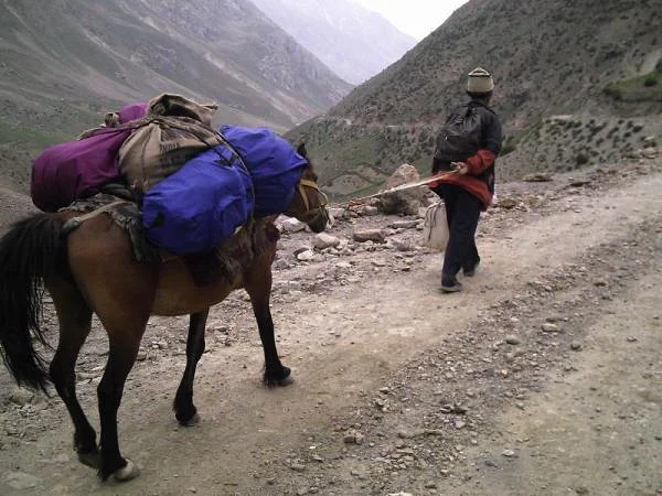 La mule La mule (Inde)
