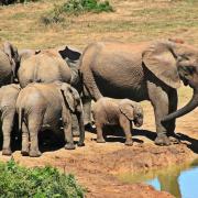 Parc National Kruger