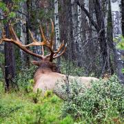 Parc national de Jasper