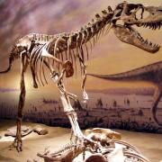 Musée Royal Tyrrell