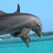 Dolphin Island