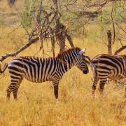 Parc national du Serengeti