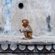Palais Galta-Monkey
