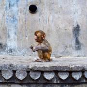 Palais Galta-Monkey