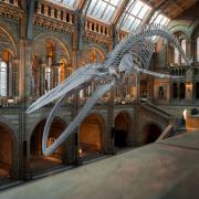 London Natural History Museum