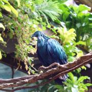 Zoo de Central Park