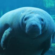 SeaWorld Orlando