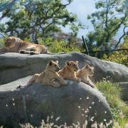 Zoo de Vincennes