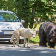 Parc zoologique de Thoiry