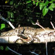 Everglades Holiday Park