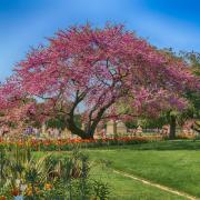Jardin des Tuileries