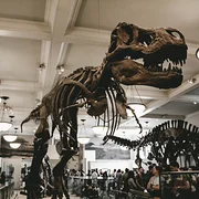Musée américain d'histoire naturelle