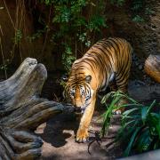 San Diego Zoo