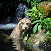 Singapour