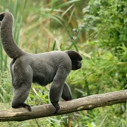 La Vallée des Singes