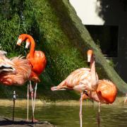Zoo de la Palmyre