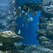 Aquarium de Paris Trocadéro