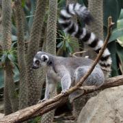 Bronx Zoo