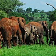 Parc national de Tarangire