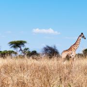 Parc national de Ruaha