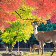 Parc de Nara