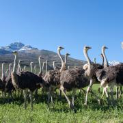 Oudtshoorn