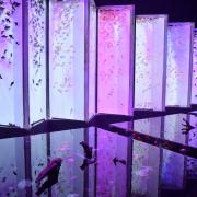 Art Aquarium Museum