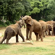 Zoo de Mysore