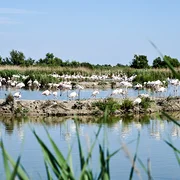 Parc ornithologique de Pont-de-Gau