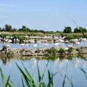 Parc ornithologique de Pont-de-Gau