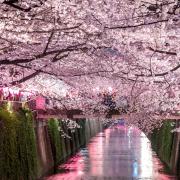 Rivière Meguro à Tokyo