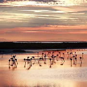 Parc naturel régional de la Camargue