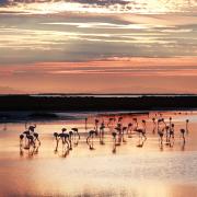 Parc naturel régional de la Camargue