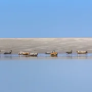 Réserve Naturelle Nationale de la Baie de Somme