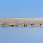 Réserve Naturelle Nationale de la Baie de Somme