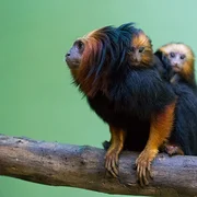 Akumal Monkey Sanctuary