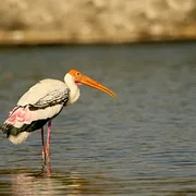 Réserve ornithologique de Ranganathittu