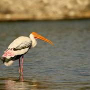 Réserve ornithologique de Ranganathittu