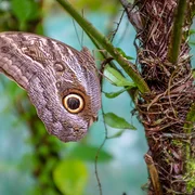 Mariposario de Machu Picchu