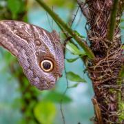 Mariposario de Machu Picchu