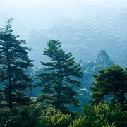 Forêt primitive de Kasugayama